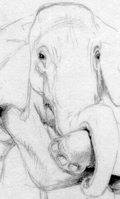 Pondering Phant #D, sketch detail