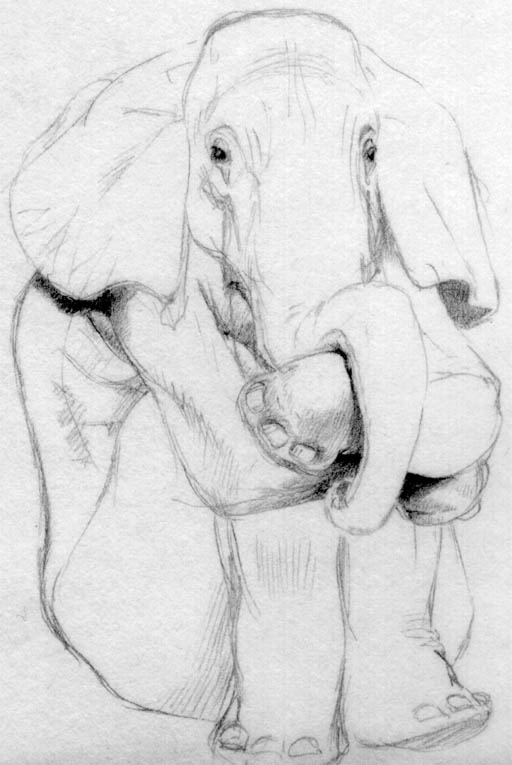 Pondering Phant #D, pencil sketch